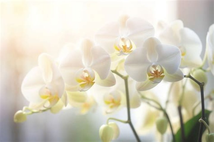 What is the meaning of a white orchid