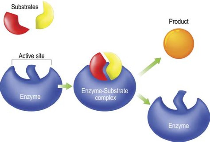 What is the nonprotein portion of an enzyme called?