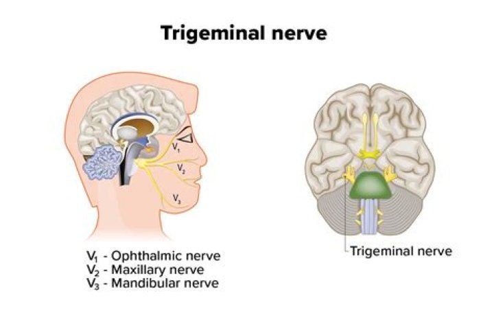 What is the trigeminal nerve?