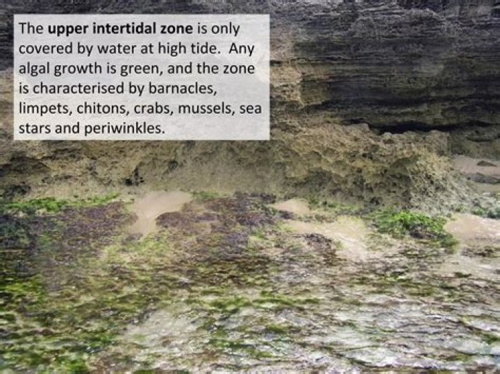 What is upper intertidal zone