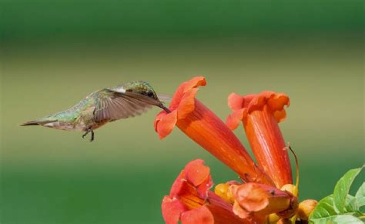 What kind of hummingbird is red?