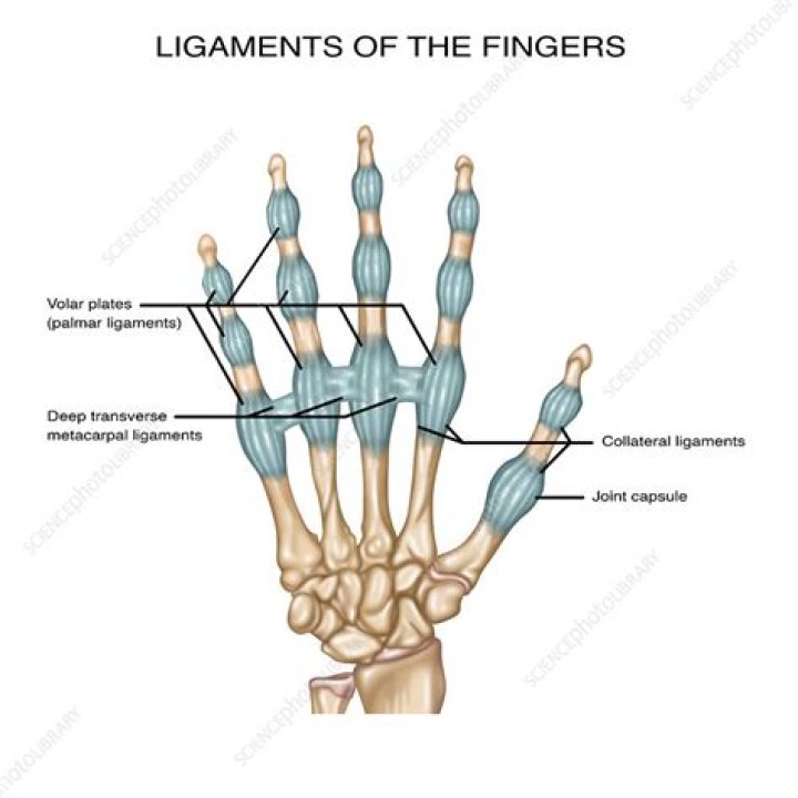 What ligaments are in your hand