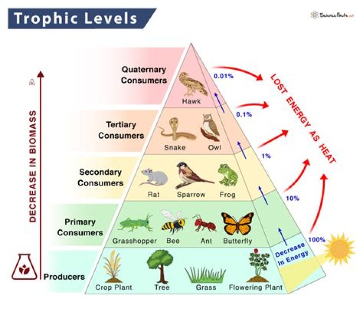 What limits the number of trophic levels in an ecosystem