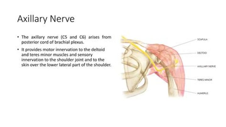 What muscles does axillary innervate