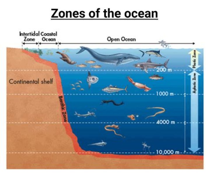 What ocean has the most seamounts?