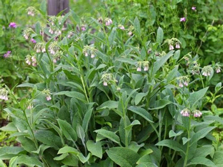 What part of the comfrey plant is used