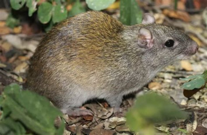 What rodent has a furry tail