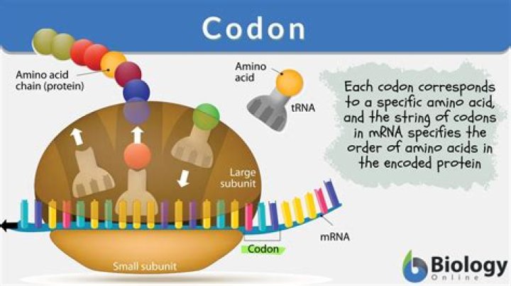 What role do codons play in protein synthesis