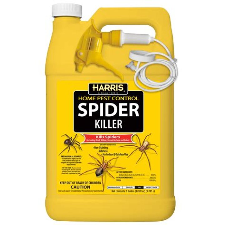 What spray is best to kill spiders?