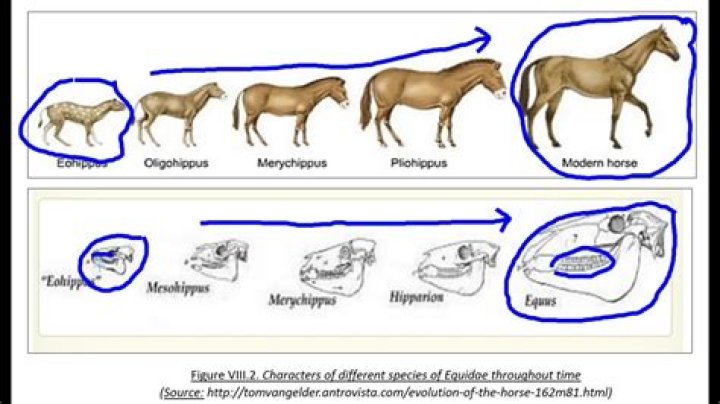 What the fossil record tells us about the evolution of horses?