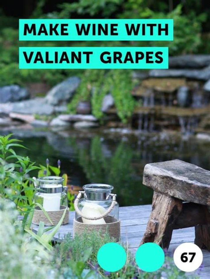 What to do with Valiant grapes?