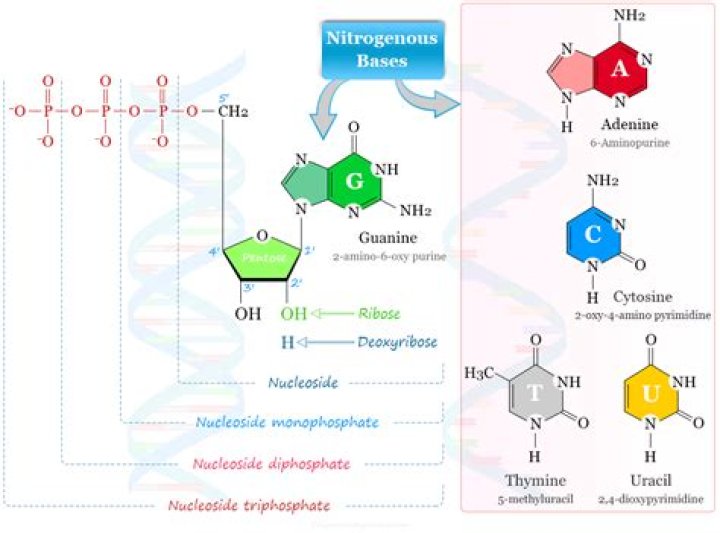 What would be the effect of a substitution in one of the nucleotides