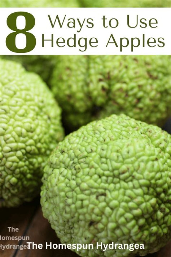 When should I pick hedge apples