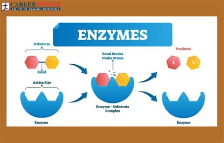 Where are enzymes located in the cell