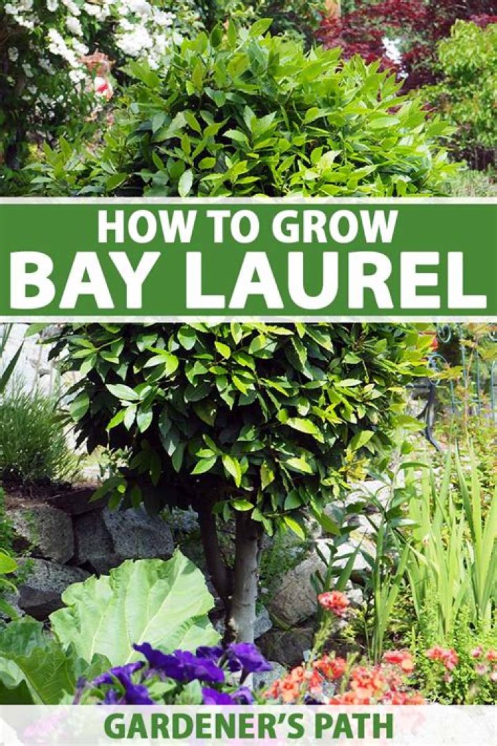 Where do bay trees grow?