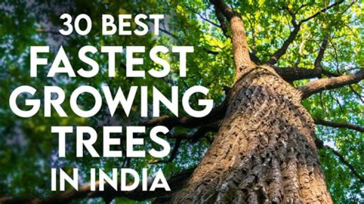 Where is fast growing trees located