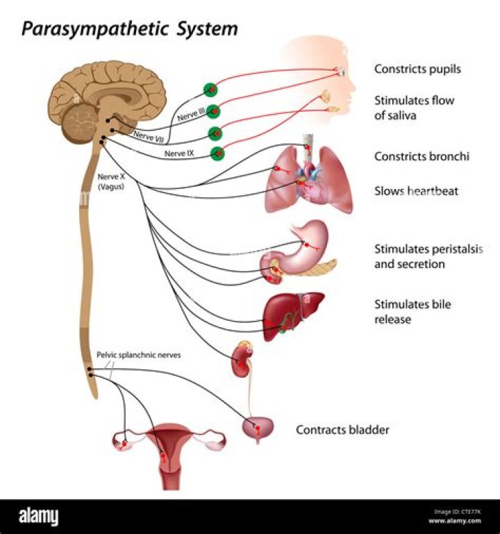 Which nerves provide the main parasympathetic supply to the chest and abdomen