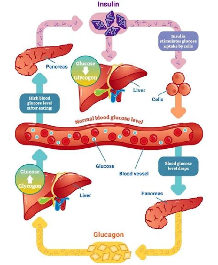 Which process will increase plasma glucose concentration
