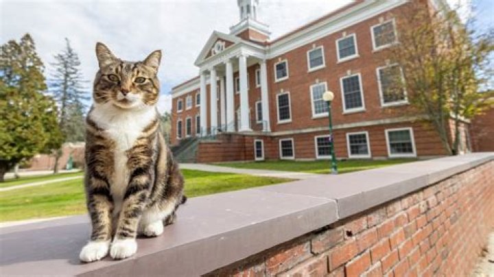 Who is Max the cat?