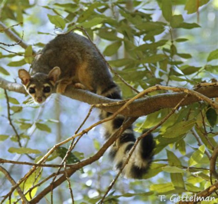 Why is the ringtail cat Arizona's state animal?