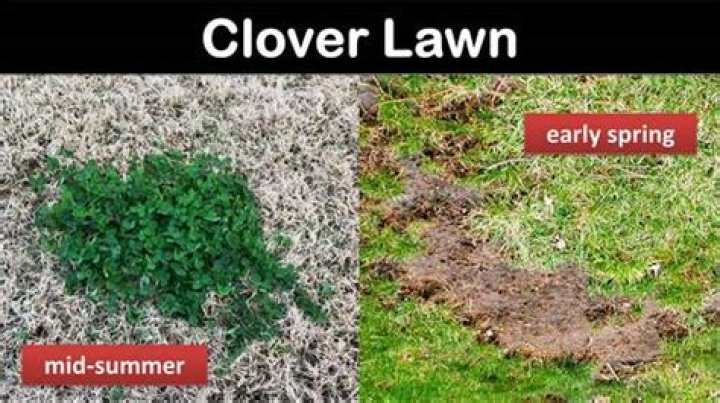 Will Clover die in summer